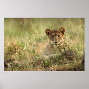Cutest Baby Animals Cute Baby Lion Cub ポスター