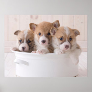 Cutest Baby Animals   Cute Corgi Puppies in a Pot ポスター