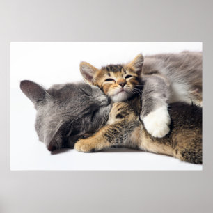 Cutest Baby Animals   Cute Kitten Hug ポスター