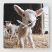 Cutest Baby Animals | Cute Lamb in a Farm スクエア壁時計 (正面)