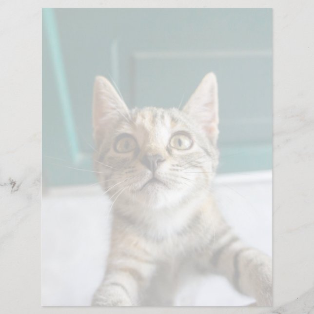 Cutest Baby Animals | Cute Tabby Kitten (正面)