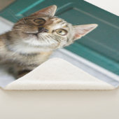 Cutest Baby Animals | Cute Tabby Kitten シェルパブランケット (3/4)