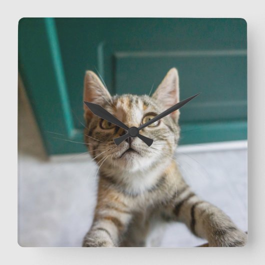 Cutest Baby Animals | Cute Tabby Kitten スクエア壁時計 (正面)