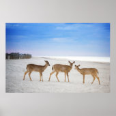 Cutest Baby Animals | Deer at the Beach ポスター (正面)