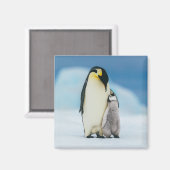 Cutest Baby Animals | Emperor Penguin Chick マグネット (正面/裏面)