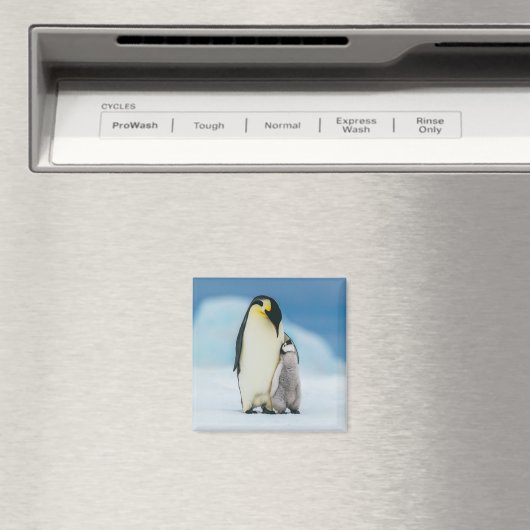 Cutest Baby Animals | Emperor Penguin Chick マグネット (インサイチュ (食洗機))