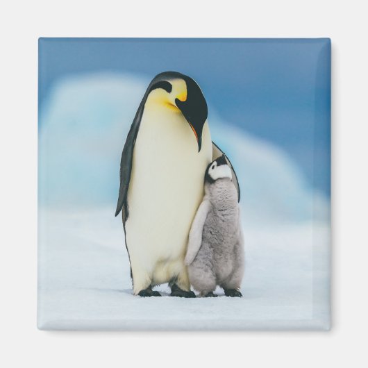 Cutest Baby Animals | Emperor Penguin Chick マグネット (正面)