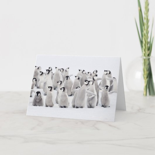 Cutest Baby Animals | Emperor Penguin Chicks カード (正面)