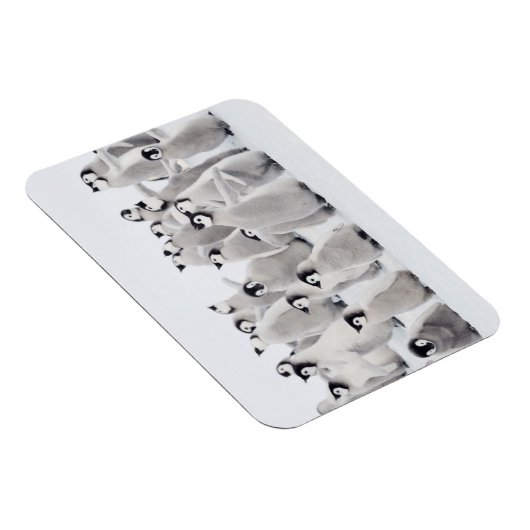 Cutest Baby Animals | Emperor Penguin Chicks マグネット (右側)