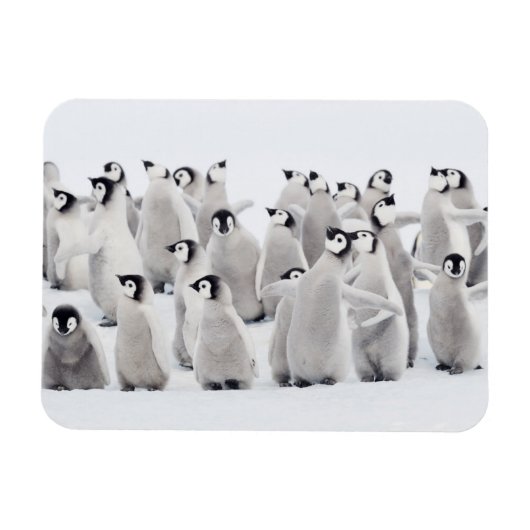 Cutest Baby Animals | Emperor Penguin Chicks マグネット (横)