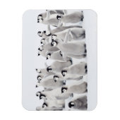 Cutest Baby Animals | Emperor Penguin Chicks マグネット (縦)