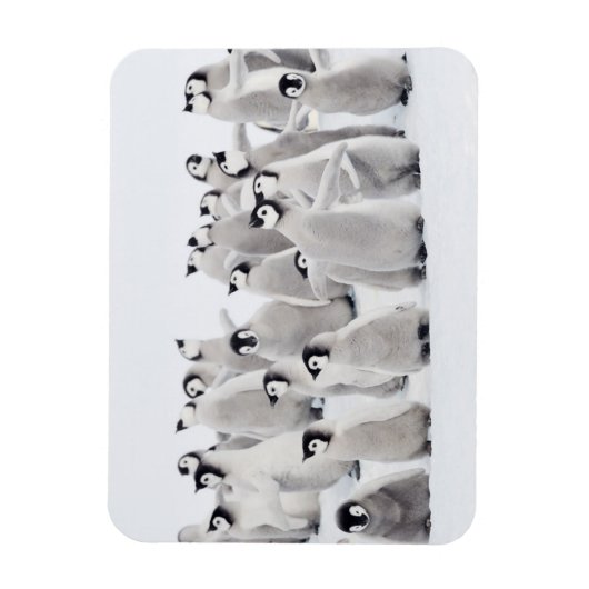 Cutest Baby Animals | Emperor Penguin Chicks マグネット (縦)