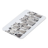 Cutest Baby Animals | Emperor Penguin Chicks マグネット (左側)