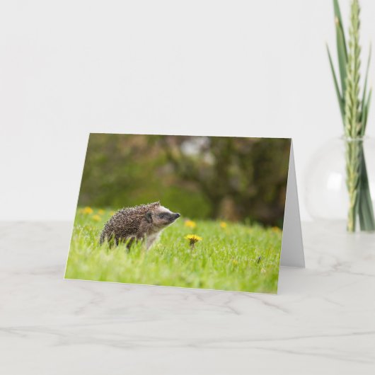 Cutest Baby Animals | European Hedgehog カード (正面)