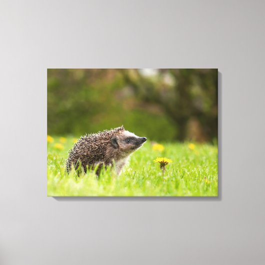 Cutest Baby Animals | European Hedgehog キャンバスプリント (正面)