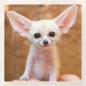 Cutest Baby Animals | Fennec Fox ガラスコースター (正面)
