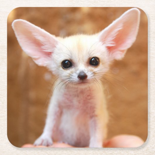 Cutest Baby Animals | Fennec Fox スクエアペーパーコースター (正面)