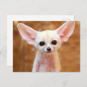 Cutest Baby Animals | Fennec Fox ポストカード (正面/裏面)