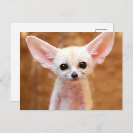 Cutest Baby Animals | Fennec Fox ポストカード (正面/裏面)