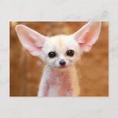 Cutest Baby Animals | Fennec Fox ポストカード (正面)