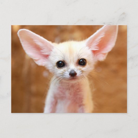 Cutest Baby Animals | Fennec Fox ポストカード (正面)