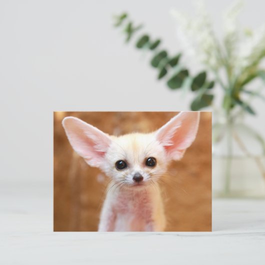 Cutest Baby Animals | Fennec Fox ポストカード (スタンド正面)