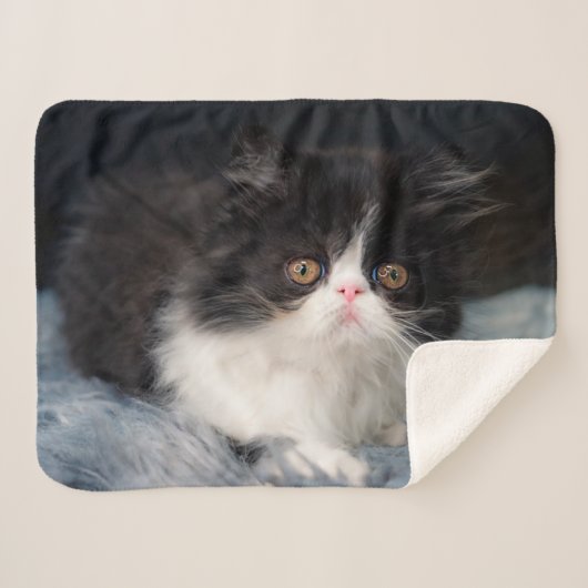 Cutest Baby Animals | Fluffy B&W Kitten シェルパブランケット (正面(横))