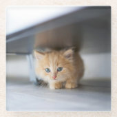 Cutest Baby Animals | Fluffy Orange Kitten ガラスコースター (正面)