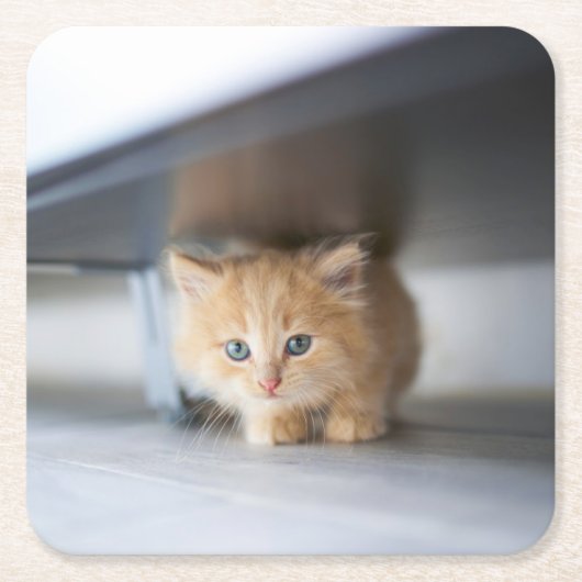 Cutest Baby Animals | Fluffy Orange Kitten スクエアペーパーコースター