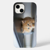 Cutest Baby Animals | Fluffy Orange Kitten Case-Mate iPhoneケース (裏面)