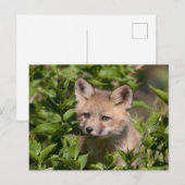 Cutest Baby Animals | Fox Kit ポストカード (正面/裏面)