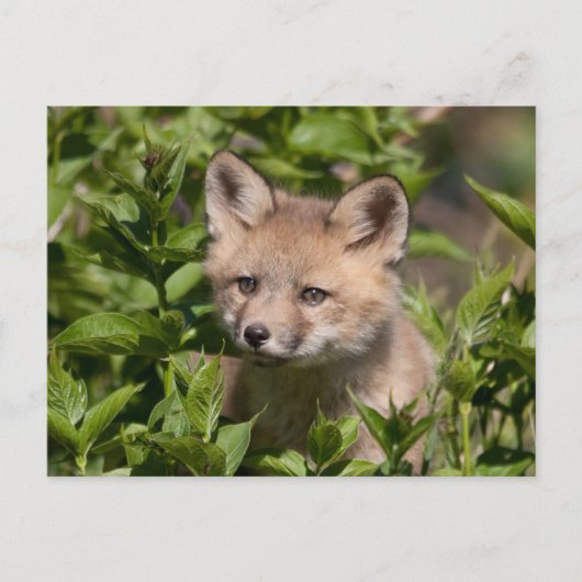 Cutest Baby Animals | Fox Kit ポストカード (正面)