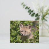 Cutest Baby Animals | Fox Kit ポストカード (スタンド正面)