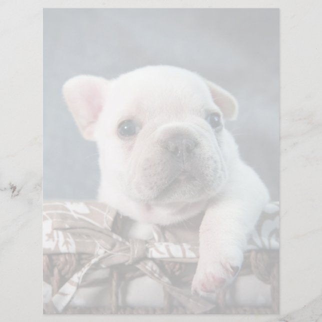 Cutest Baby Animals | French Bulldog (正面)