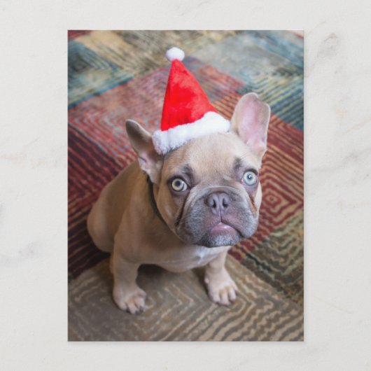 Cutest Baby Animals | French Bulldog Christmas ポストカード (正面)