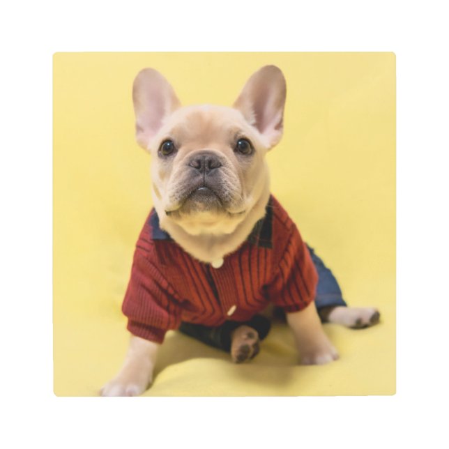 Cutest Baby Animals | French Bulldog Dressed メタルプリント (正面)