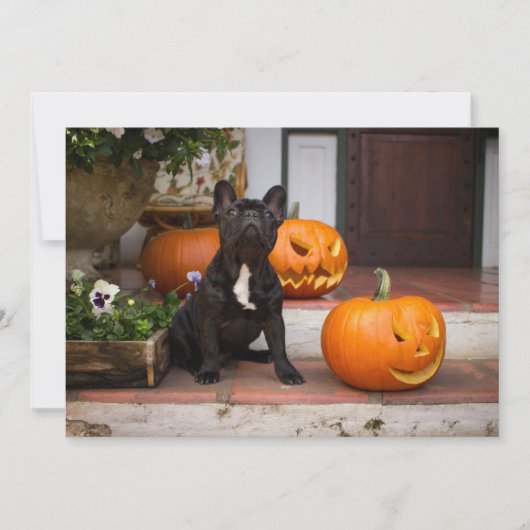 Cutest Baby Animals | French Bulldog Halloween サンキューカード (正面)