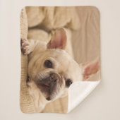 Cutest Baby Animals | French Bulldog Head Tilt シェルパブランケット (正面)