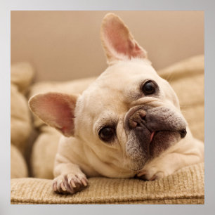 Cutest Baby Animals French Bulldog Head Tilt ポスター