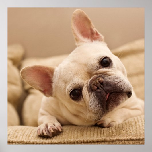 Cutest Baby Animals | French Bulldog Head Tilt ポスター (正面)
