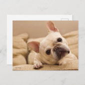 Cutest Baby Animals | French Bulldog Head Tilt ポストカード (正面/裏面)