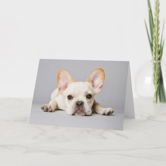 Cutest Baby Animals | French Bulldog Lying Down カード (正面)