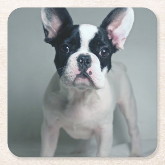 Cutest Baby Animals | French Bulldog Puppy スクエアペーパーコースター (正面)