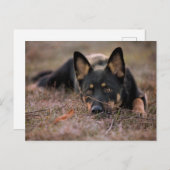 Cutest Baby Animals | German Shepherd Puppy ポストカード (正面/裏面)