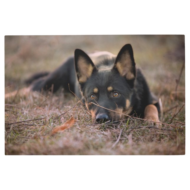 Cutest Baby Animals | German Shepherd Puppy メタルプリント (正面)