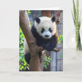 Cutest Baby Animals | Giant Panda Cub カード (正面)