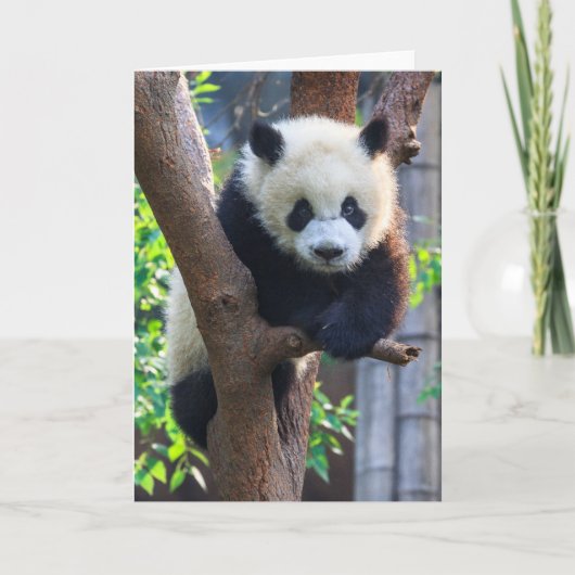 Cutest Baby Animals | Giant Panda Cub カード (正面)