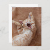 Cutest Baby Animals | Ginger Kitten Yawning ポストカード (正面/裏面)