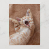 Cutest Baby Animals | Ginger Kitten Yawning ポストカード (正面)