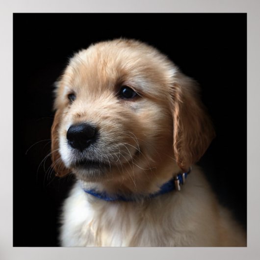 Cutest Baby Animals | Golden Retriever Puppy ポスター (正面)